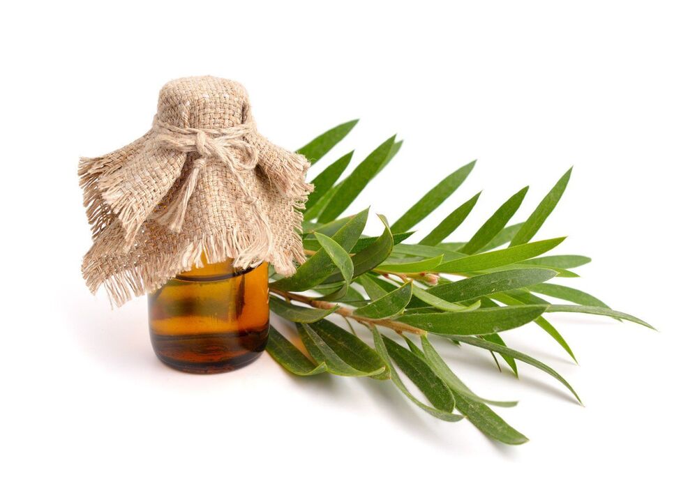 O aceite da árbore do té como parte do valor de crema ZXCVBNMQ